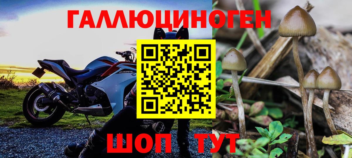 Псилоцибиновые грибы GOLDEN TEACHER  Вход с VPN  Саяногорск 